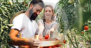 Young couple of farmers working in greenhouse