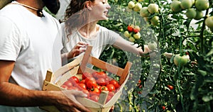 Young couple of farmers working in greenhouse