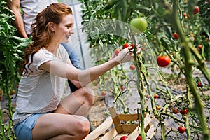 Young couple of farmers working in greenhouse