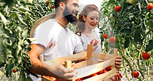 Young couple of farmers working in greenhouse