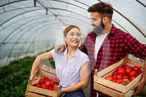 Young couple of farmers working in greenhouse, with organic bio tomato.