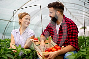 Young couple of farmers working in greenhouse, with organic bio tomato.