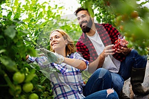 Young couple of farmers working in greenhouse, with organic bio tomato.