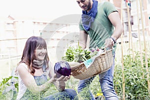 Young couple of gardeners collects fresh vegetables