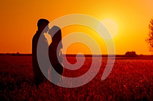 Young couple kissing in the field of wheat at summer sunset