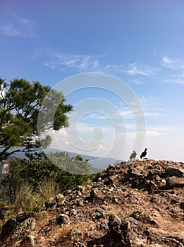 Young Couple of Mountain Hawks 2