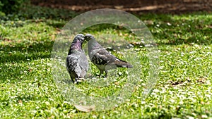 Young couple of pigeons in full love ritual