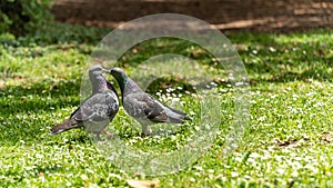 Young couple of pigeons in full love ritual