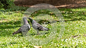 Young couple of pigeons in full love ritual