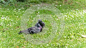 Young couple of pigeons in full love ritual