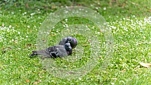 Young couple of pigeons in full love ritual