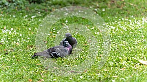 Young couple of pigeons in full love ritual