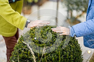 Young couple prune a round bush with scissors in garden