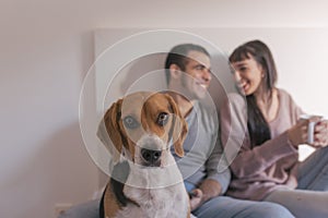 young couple sitting on bed and having fun. cute beagle dog besides. Breakfast time. Home, indoors