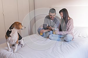 young couple sitting on bed, using mobile phone and having fun. cute beagle dog besides. Breakfast time. Home, indoors