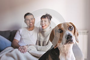 young couple sitting on a grey sofa and having fun with their cute beagle dog. Home, indoors