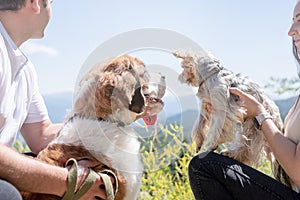 young couple travelling with dogs at the mountains, St.Bernard dog and yourkshire terrier