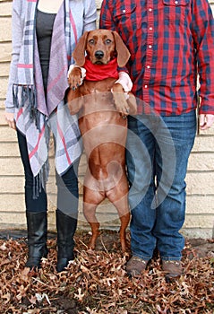 Young couple wearing plaid and boots take a holiday photo with their red bone coon dog in a red scarf outdoors in the leaves