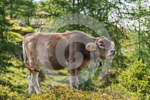 Young cow bellowing while free in the pasture photo