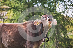 Young cow bellowing while free in the pasture photo