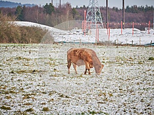 Young Cow Bull Grazing Eating in Snow on Farmland in Winter with building site behind the field.