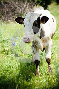Young cow or bull looking at camera outdoors