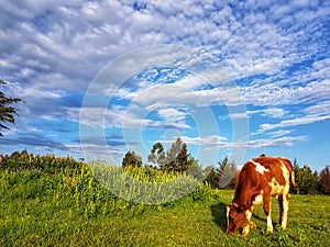 Calf grazing at a farm photo