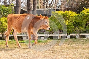 Young cow calf walking in thge ground