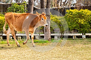 Young cow calf walking in thge ground