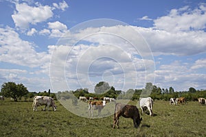 Young cow calves graze on the pasture in the big grass. Blue sky with clouds.