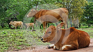 Young cow chewing grass