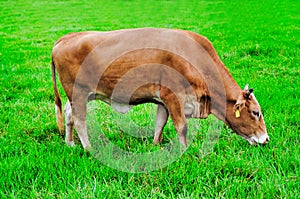 Young cow eating grass in a pasture field