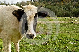 Young Cow Face In The Meadow