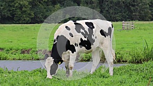 Young cow grazes in the green meadow