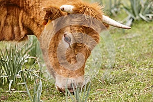 Young cow grazing pasture. Head detail. Cattle livestock farming