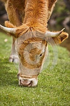 Young cow grazing pasture. Head detail. Cattle livestock farming