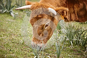 Young cow grazing pasture. Head detail. Cattle livestock farming