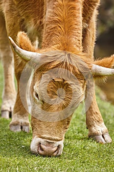 Young cow grazing pasture. Head detail. Cattle livestock farming