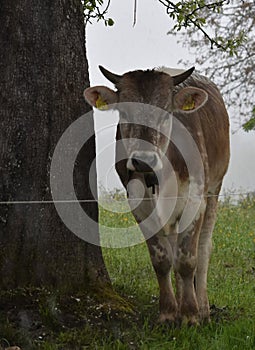 a young cow with horns stands near a tree