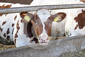 Young cow looks under by railing of stable, with mouth open, chewing