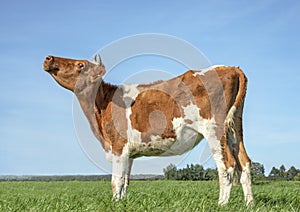 Young cow is mooing with her head lifted, in a pasture with a flat horizon