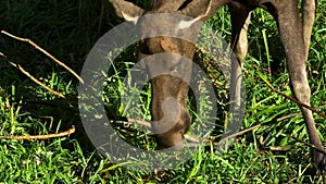 Young cow moose eating grass in closeup