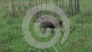 Young cow moose walking and pooping in a forest meadow