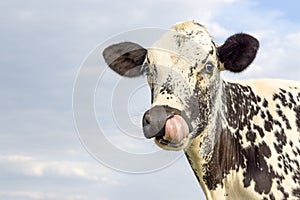 Young cow is nose picking with tongue, funny portrait of a freckled, spotty black and white head, cute and pretty, blue sky