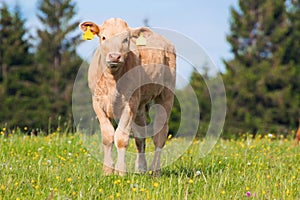 Young cow on pasture
