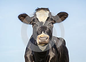 Young cow portrait of head and faceand a blue sky background, black and white