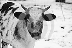 Young cow portrait during winter