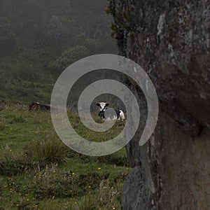 Young cow reasting over the grass near to an ancien monolith in colombia