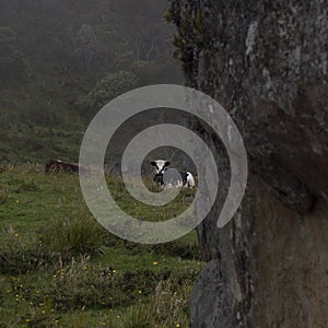 Young cow reasting over the grass near to an ancien monolith in colombia photo