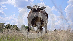 Young Cow Stands On Meadow. Dairy Cattle Grazing Pasture. Farm and livestock